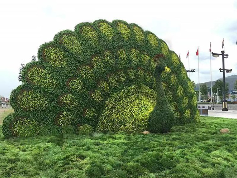 五色草